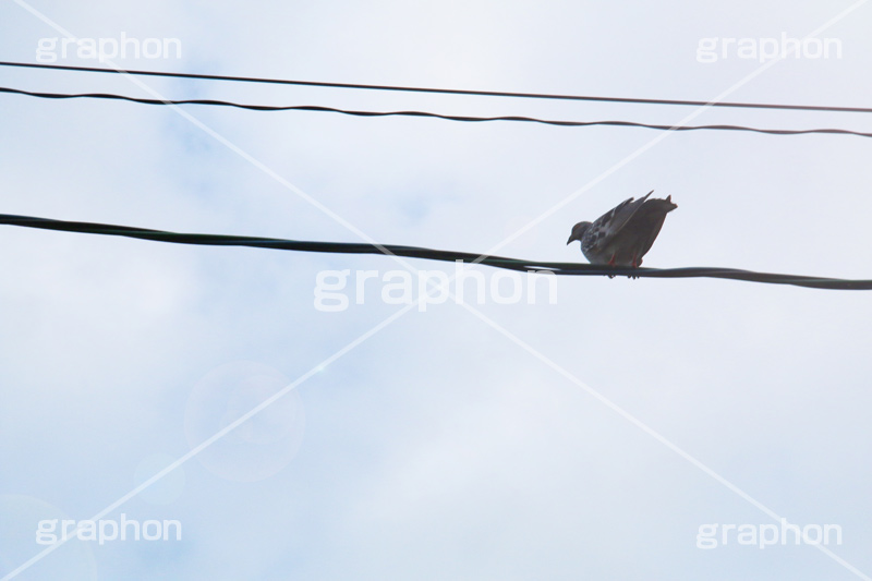 電線,電信柱,ハト,鳩,鳥,とまる,はと,野鳥