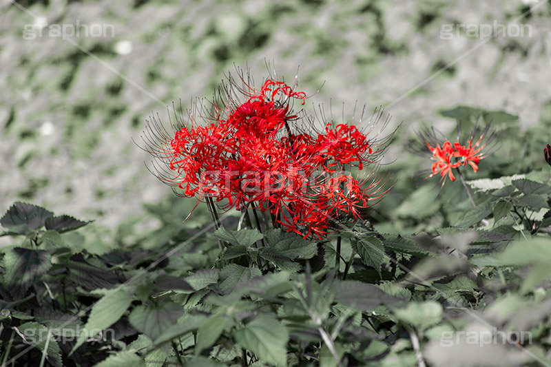 彼岸花,ヒガンバナ,多年草,秋,毒,有毒,花,フラワー,自然,植物,地獄花,レッドスパイダーリリー,autumn,flower,フルサイズ撮影