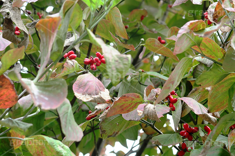 ハナミズキの実,ハナミズキ,木の実,実,赤,赤い実,秋,autumn