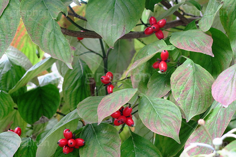 ハナミズキの実,ハナミズキ,木の実,実,赤,赤い実,秋,autumn