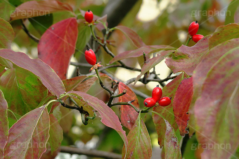 ハナミズキの実,ハナミズキ,木の実,実,赤,赤い実,秋,autumn