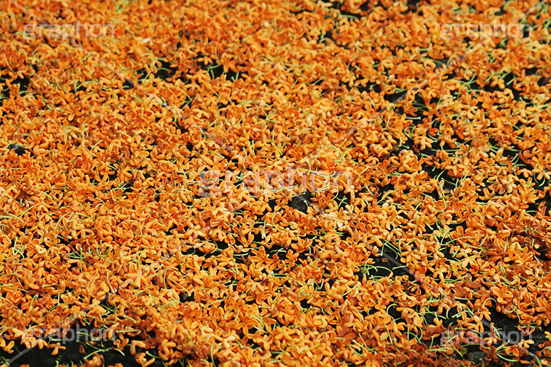 散ったキンモクセイの花,キンモクセイ,金木犀,きんもくせい,花,フラワー,香り,匂い,秋,散る,autumn,flower