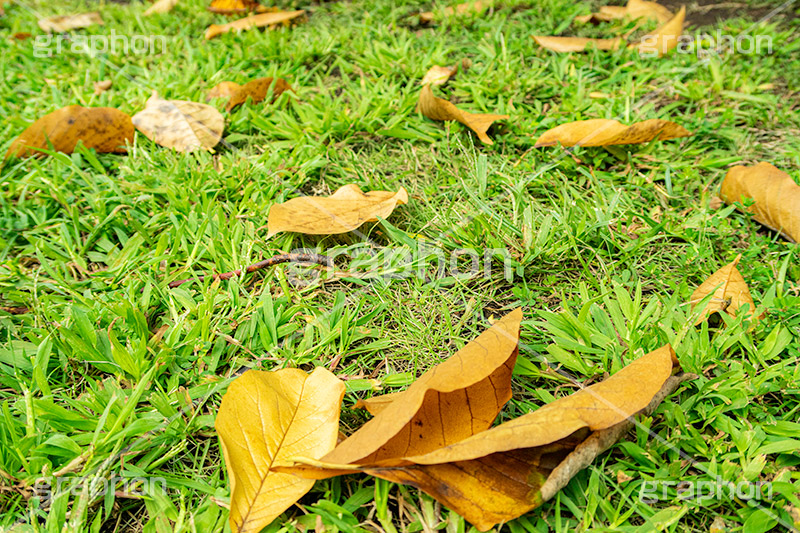 秋の気配,落葉,落ち葉,黄葉,秋,色づく,枯葉,枯れ,葉,葉っぱ,autumn