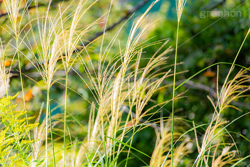 セイコノヨシ,雑草,多年草,秋,イネ科,セイタカヨシ,自然,植物,autumn,natural,フルサイズ撮影