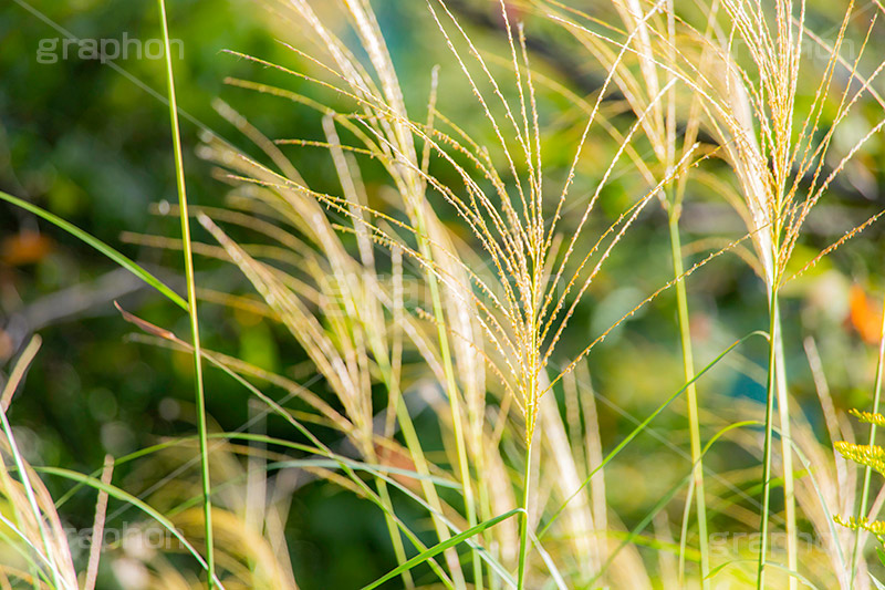 セイコノヨシ,雑草,多年草,秋,イネ科,セイタカヨシ,自然,植物,autumn,natural,フルサイズ撮影