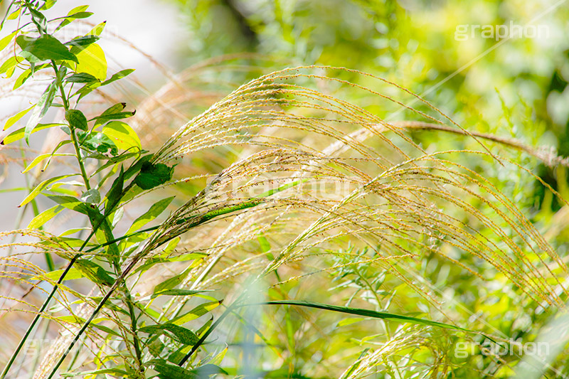 セイコノヨシ,雑草,多年草,秋,イネ科,セイタカヨシ,自然,植物,autumn,natural,フルサイズ撮影