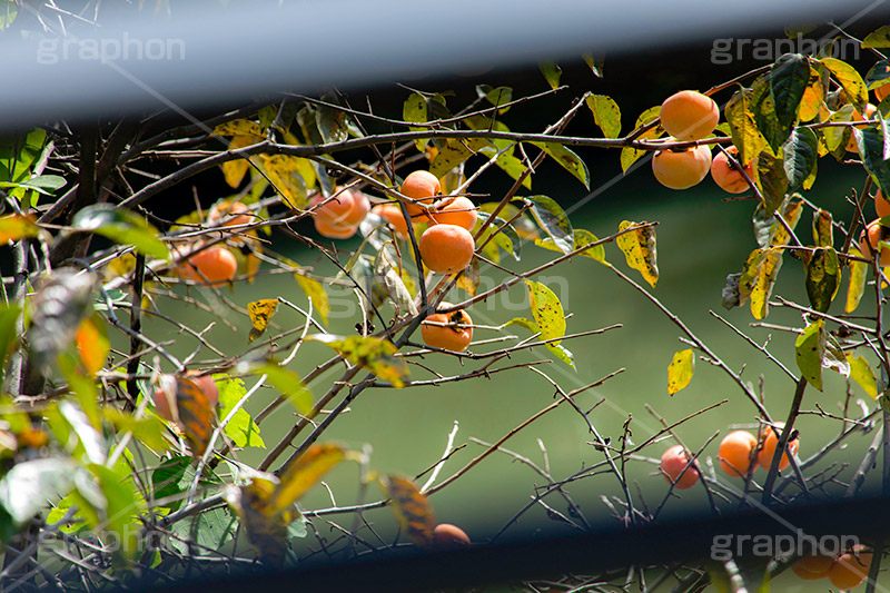 柿の木,柿,かき,秋の味覚,フルーツ,渋い,甘い,果物,季語,秋,秋の気配,fruit,japan,autumn,フルサイズ撮影