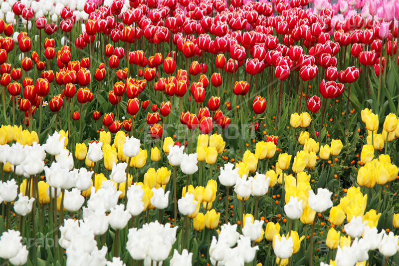 チューリップ,ちゅーりっぷ,チューリップ畑,花,お花,フラワー,はな,flower,花畑,キレイ,きれい,綺麗,満開,咲,咲いた,さいた,春,花壇,tulip,spring