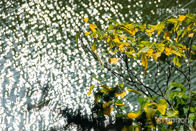 秋の気配,秋,紅葉,水面,autumn,フルサイズ撮影