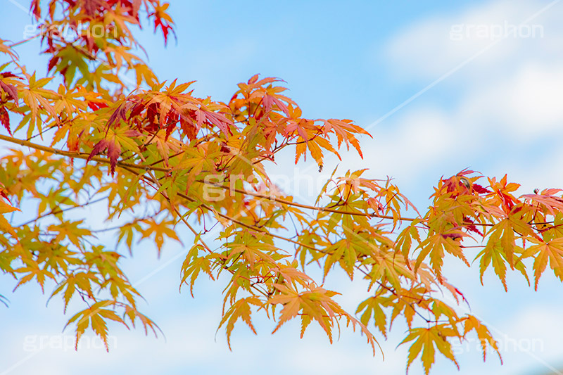 秋の気配,秋,紅葉,autumn,フルサイズ撮影