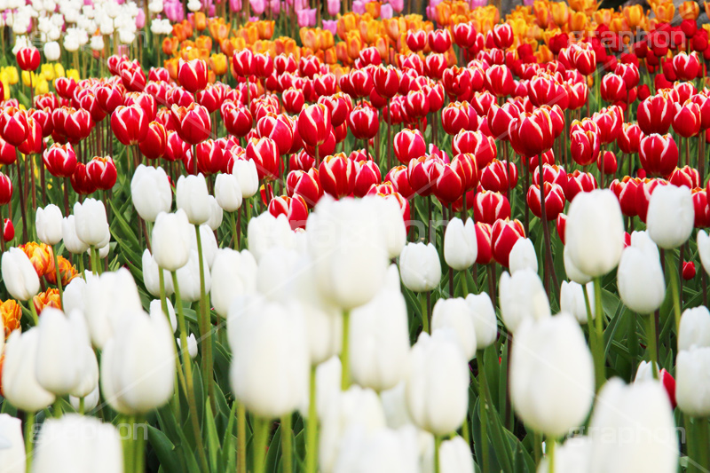 チューリップ,ちゅーりっぷ,チューリップ畑,花,お花,フラワー,はな,flower,花畑,キレイ,きれい,綺麗,満開,咲,咲いた,さいた,春,花壇,tulip,spring