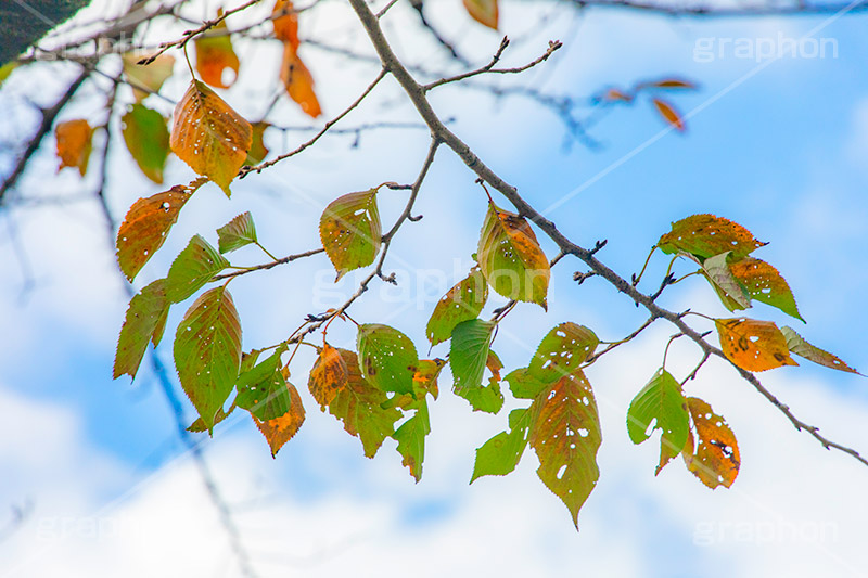 秋の気配,秋,紅葉,autumn,フルサイズ撮影