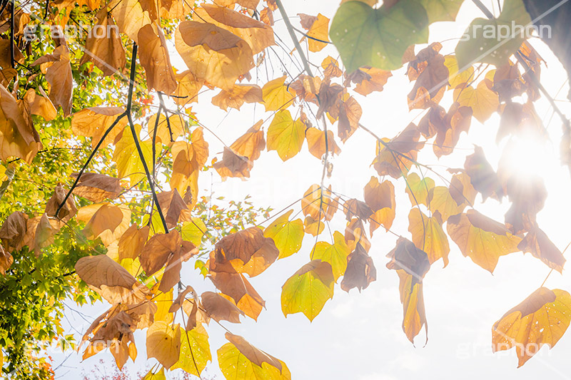 秋の気配,秋,紅葉,葉,葉っぱ,逆光,太陽,木漏れ日,雰囲気,哀愁,autumn,leaf,フルサイズ撮影