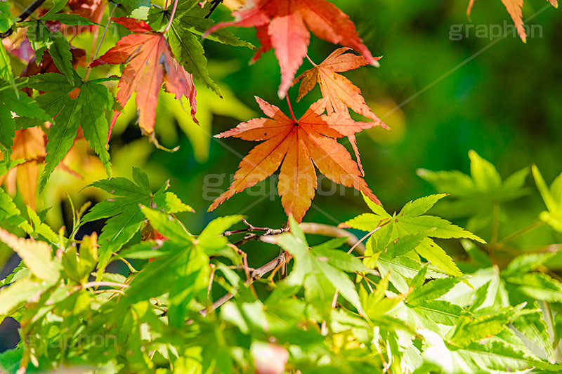 もみじ,真っ赤,色づく,紅葉,自然,植物,木々,秋,季語,草木,japan,autumn,フルサイズ撮影