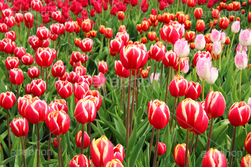 チューリップ,ちゅーりっぷ,チューリップ畑,花,お花,フラワー,はな,flower,花畑,キレイ,きれい,綺麗,満開,咲,咲いた,さいた,春,花壇,tulip,spring