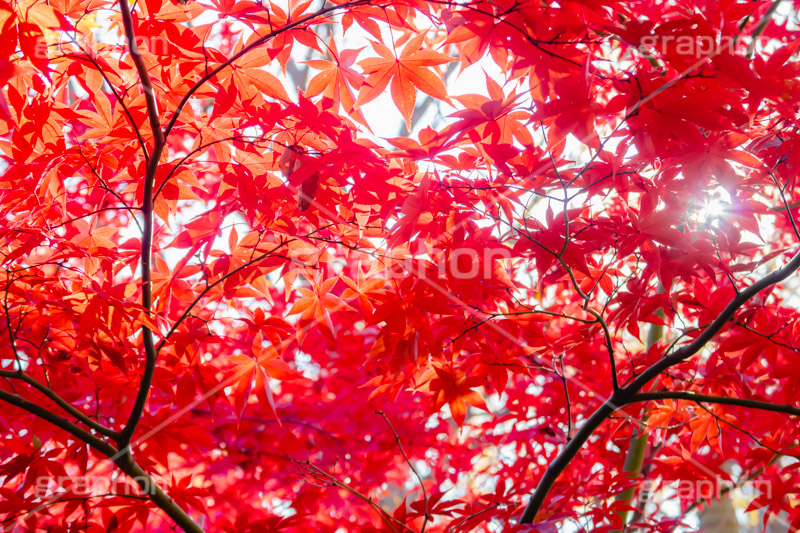 真っ赤なモミジ,もみじ,真っ赤,色づく,紅葉,自然,植物,木々,秋,赤,季語,草木,逆光,太陽,フレア,flare,japan,autumn