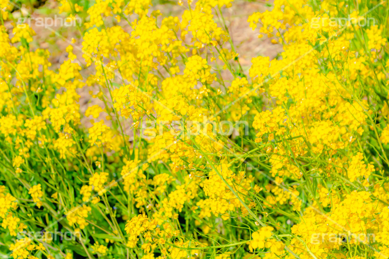 菜の花,なのはな,菜の花畑,菜,花,お花,フラワー,はな,花畑,キレイ,きれい,綺麗,満開,咲,咲いた,さいた,黄色,アブラナ,あぶらな,アブラナ科,セイヨウアブラナ,春,spring,flower