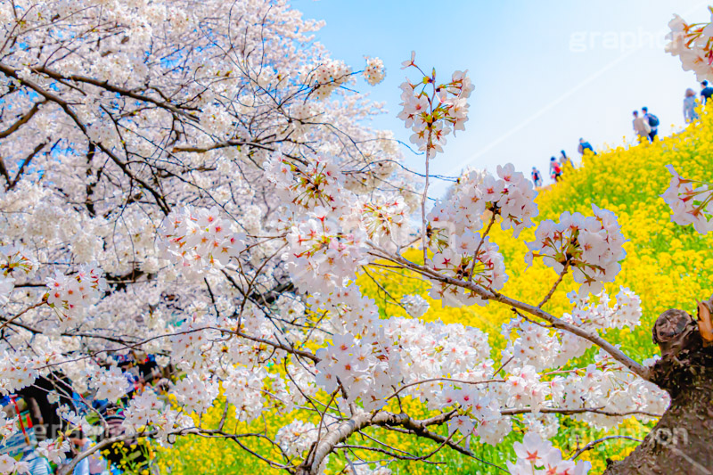 桜と菜の花,熊谷桜堤の桜,熊谷桜堤,熊谷,埼玉,荒川,堤防,名所,桜,ソメイヨシノ,そめいよしの,さくら,サクラ,菜の花,菜の花畑,桜まつり,花見,お花見,花,お花,フラワー,はな,綺麗,きれい,キレイ,満開,咲,春,黄色,アブラナ,あぶらな,アブラナ科,セイヨウアブラナ,flower,blossom,japan,spring