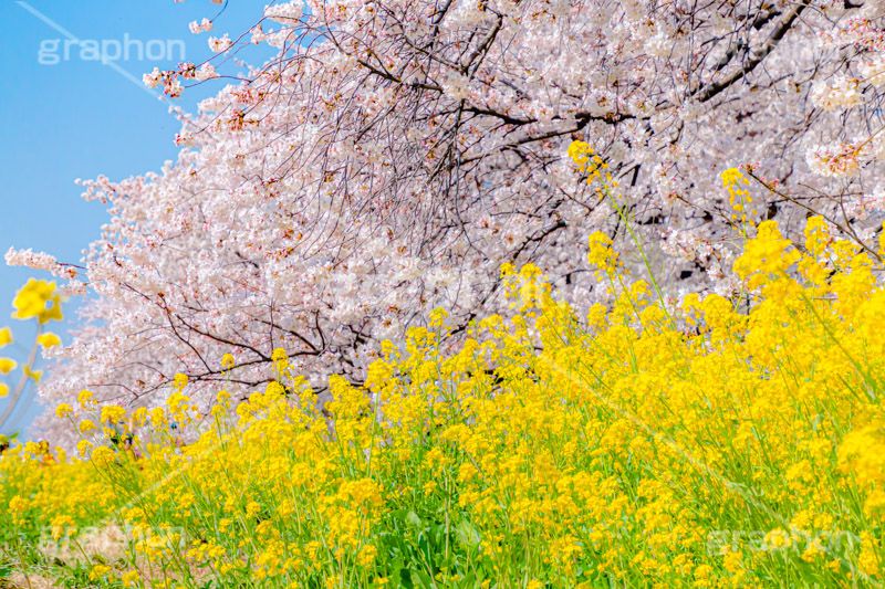 桜と菜の花,熊谷桜堤の桜,熊谷桜堤,熊谷,埼玉,荒川,堤防,名所,桜,ソメイヨシノ,そめいよしの,さくら,サクラ,菜の花,菜の花畑,桜まつり,花見,お花見,花,お花,フラワー,はな,綺麗,きれい,キレイ,満開,咲,春,黄色,アブラナ,あぶらな,アブラナ科,セイヨウアブラナ,flower,blossom,japan,spring