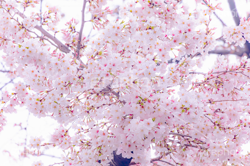 ソメイヨシノ,そめいよしの,桜,さくら,サクラ,花見,お花見,花,お花,フラワー,はな,綺麗,きれい,キレイ,咲,春,パステル,ナチュラル,癒し,natural,pastel,blossom,japan,flower,spring,フルサイズ撮影