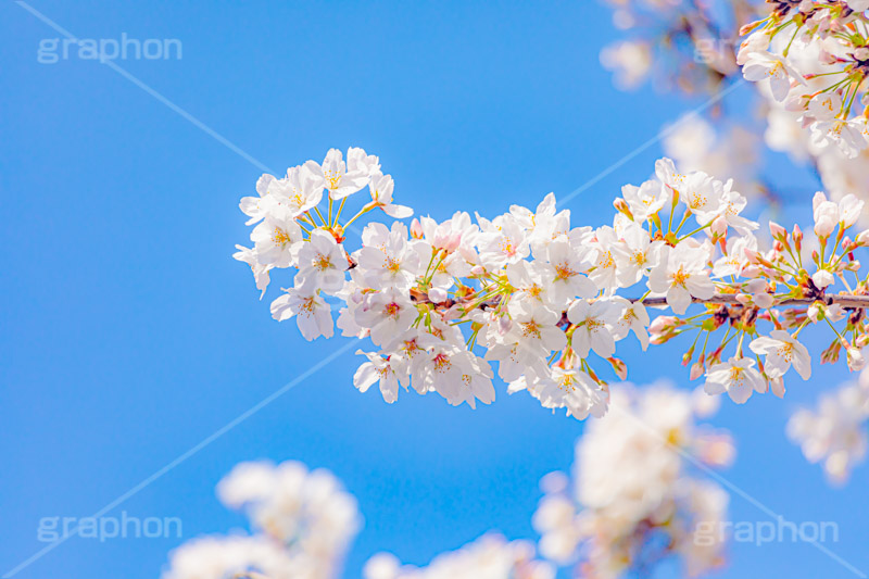 桜,さくら,サクラ,花見,お花見,花,お花,フラワー,はな,ソメイヨシノ,そめいよしの,綺麗,きれい,キレイ,咲,春,パステル,ナチュラル,癒し,natural,pastel,blossom,japan,flower,spring,フルサイズ撮影