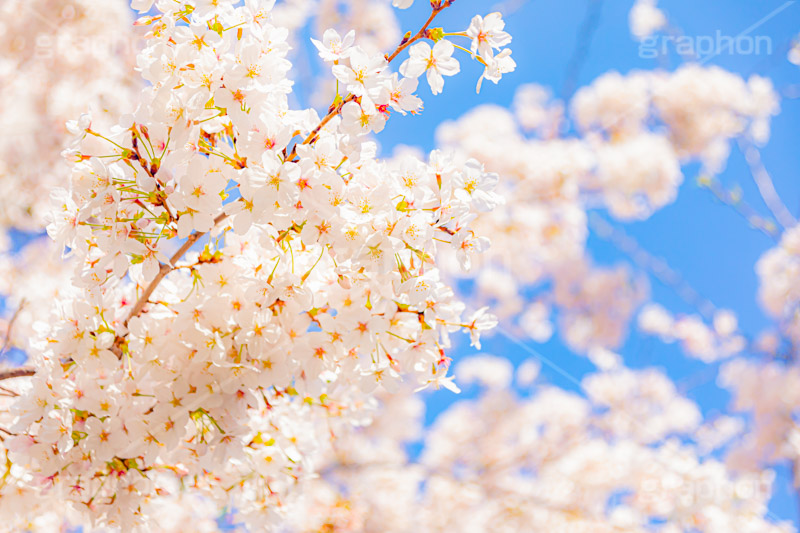 桜,さくら,サクラ,花見,お花見,花,お花,フラワー,はな,ソメイヨシノ,そめいよしの,綺麗,きれい,キレイ,咲,春,パステル,ナチュラル,癒し,natural,pastel,blossom,japan,flower,spring,フルサイズ撮影