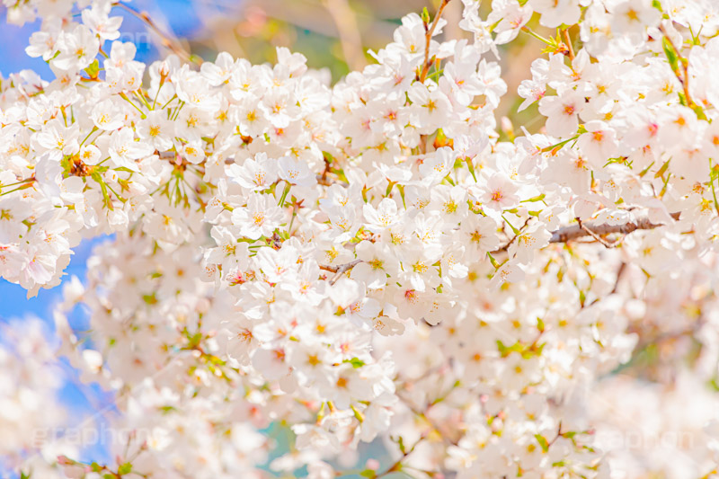 桜,さくら,サクラ,花見,お花見,花,お花,フラワー,はな,ソメイヨシノ,そめいよしの,綺麗,きれい,キレイ,咲,春,パステル,ナチュラル,癒し,natural,pastel,blossom,japan,flower,spring,フルサイズ撮影