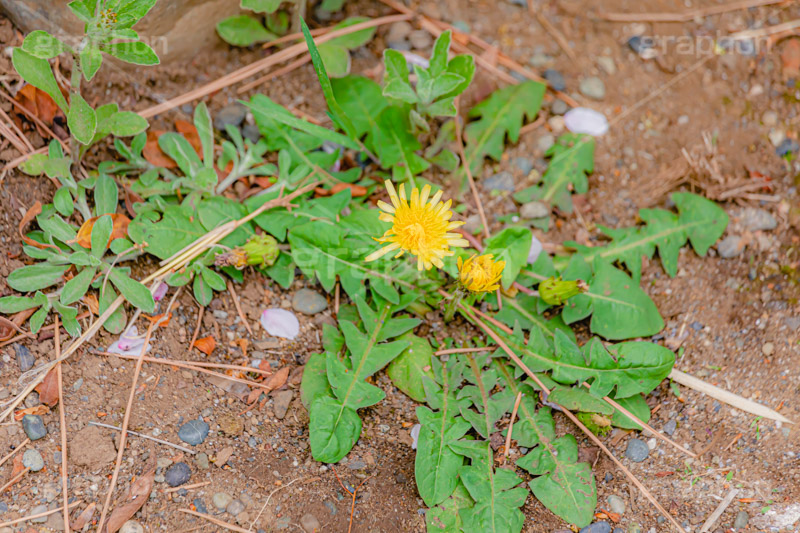 野に咲くタンポポ,たんぽぽ,タンポポ,野原,花,お花,フラワー,野花,雑草,春,キク科,多年草,フヂナ,タナ,flower,spring,フルサイズ撮影