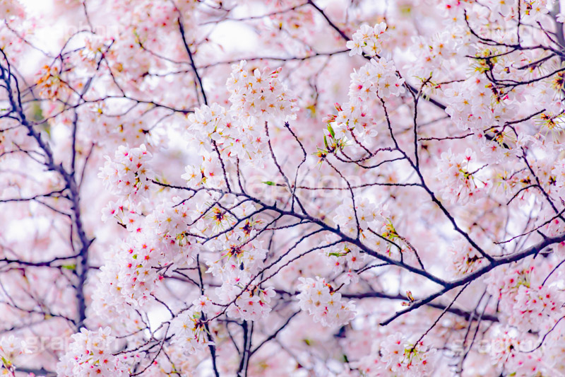 桜,さくら,サクラ,花見,お花見,花,お花,フラワー,はな,ソメイヨシノ,そめいよしの,綺麗,きれい,キレイ,咲,春,パステル,ナチュラル,癒し,natural,pastel,blossom,japan,flower,spring,フルサイズ撮影