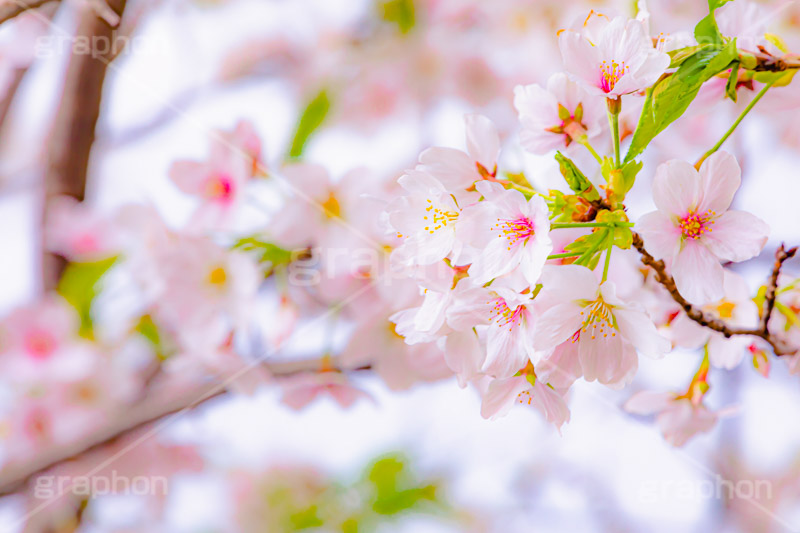 桜,さくら,サクラ,花見,お花見,花,お花,フラワー,はな,ソメイヨシノ,そめいよしの,綺麗,きれい,キレイ,咲,春,パステル,ナチュラル,癒し,natural,pastel,blossom,japan,flower,spring,フルサイズ撮影