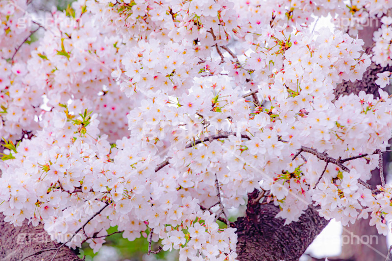 桜,さくら,サクラ,花見,お花見,花,お花,フラワー,はな,ソメイヨシノ,そめいよしの,綺麗,きれい,キレイ,咲,春,パステル,ナチュラル,癒し,natural,pastel,blossom,japan,flower,spring,フルサイズ撮影