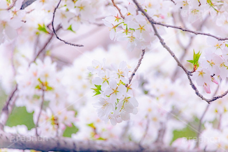 桜,さくら,サクラ,花見,お花見,花,お花,フラワー,はな,ソメイヨシノ,そめいよしの,綺麗,きれい,キレイ,咲,春,パステル,ナチュラル,癒し,natural,pastel,blossom,japan,flower,spring,フルサイズ撮影