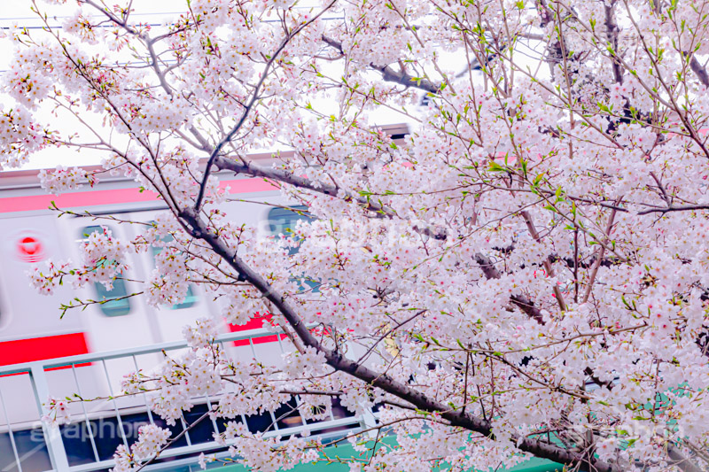 東横線と桜,東横線,電車,桜,さくら,サクラ,花見,お花見,花,お花,フラワー,はな,ソメイヨシノ,そめいよしの,綺麗,きれい,キレイ,咲,春,blossom,japan,flower,spring,フルサイズ撮影