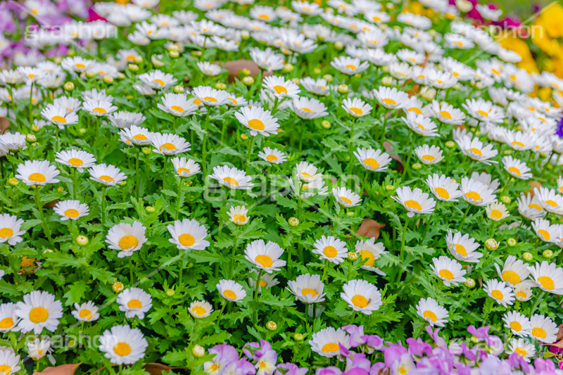 春の花壇,花壇,花畑,花,お花,フラワー,はな,咲,春,花弁,綺麗,きれい,キレイ,デイジー,flower,spring,フルサイズ撮影