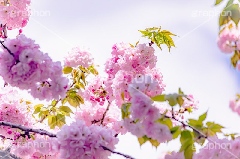 カンザン,関山,八重桜,遅咲き,桜,さくら,サクラ,花見,お花見,花,お花,フラワー,はな,綺麗,きれい,キレイ,咲,春,パステル,ナチュラル,癒し,natural,pastel,blossom,japan,flower,spring,フルサイズ撮影