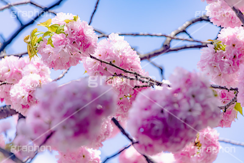 カンザン,関山,八重桜,遅咲き,桜,さくら,サクラ,花見,お花見,花,お花,フラワー,はな,綺麗,きれい,キレイ,咲,春,パステル,ナチュラル,癒し,natural,pastel,blossom,japan,flower,spring,フルサイズ撮影