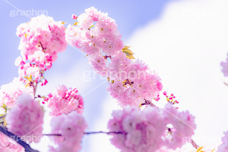 カンザン,関山,八重桜,遅咲き,桜,さくら,サクラ,花見,お花見,花,お花,フラワー,はな,綺麗,きれい,キレイ,咲,春,パステル,ナチュラル,癒し,natural,pastel,blossom,japan,flower,spring,フルサイズ撮影