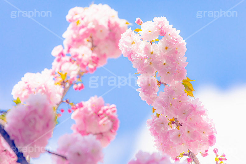 カンザン,関山,八重桜,遅咲き,桜,さくら,サクラ,花見,お花見,花,お花,フラワー,はな,綺麗,きれい,キレイ,咲,春,パステル,ナチュラル,癒し,natural,pastel,blossom,japan,flower,spring,フルサイズ撮影