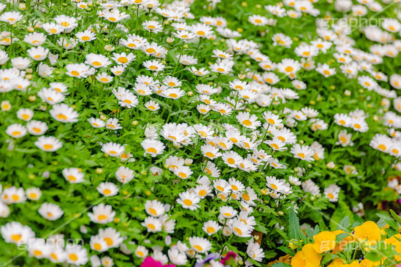 春の花壇,花壇,花畑,花,お花,フラワー,はな,咲,春,花弁,綺麗,きれい,キレイ,デイジー,flower,spring,フルサイズ撮影