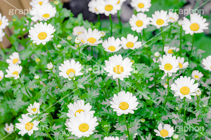 春の花壇,花壇,花畑,花,お花,フラワー,はな,咲,春,花弁,綺麗,きれい,キレイ,デイジー,flower,spring,フルサイズ撮影