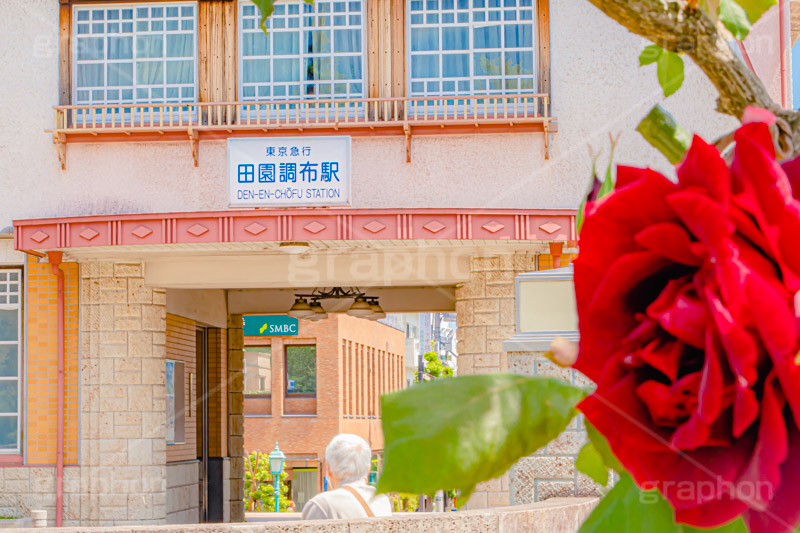 春の田園調布駅,春,薔薇,バラ,田園調布駅,田園調布,駅,東急電鉄,東京,大田区,駅舎,復元,東横線,目黒線,japan,tokyo,フルサイズ撮影