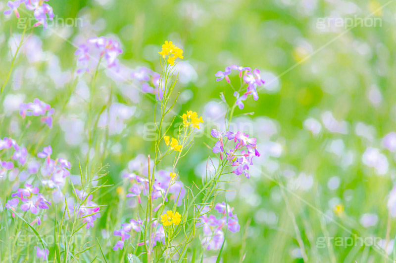 春の終わり,散る,枯れる,寂しい,哀愁,ムラサキハナナ,菜の花,なのはな,菜の花畑,菜,花,お花,フラワー,はな,雑草,アブラナ,あぶらな,アブラナ科,セイヨウアブラナ,春,spring,flower,フルサイズ撮影