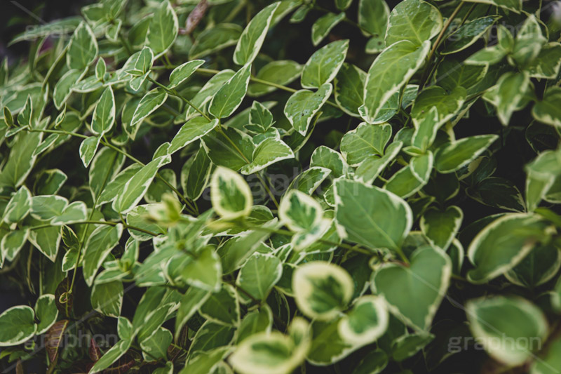 葉っぱ,葉,蔦,つた,植物,自然,ナチュラル,natural,フルサイズ撮影