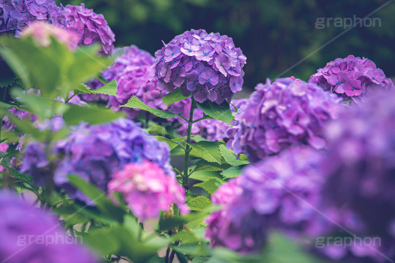 満開の紫陽花,あじさい,アジサイ,紫陽花,梅雨,つゆ,ホンアジサイ,季語,花,フラワー,満開,6月,flower,フルサイズ撮影