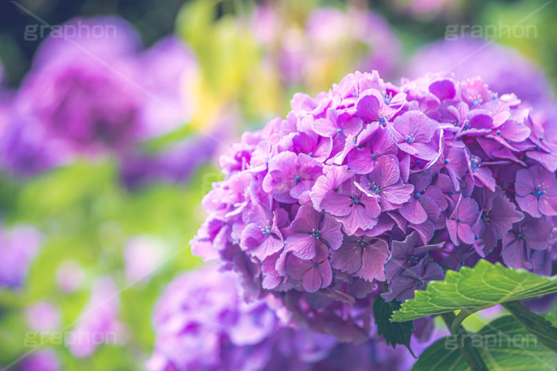 満開の紫陽花,あじさい,アジサイ,紫陽花,梅雨,つゆ,ホンアジサイ,季語,花,フラワー,満開,6月,flower,フルサイズ撮影