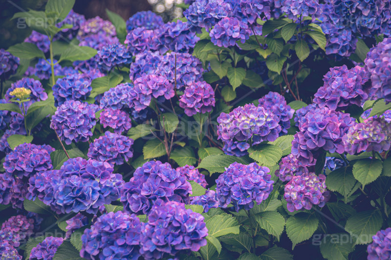 満開の紫陽花,あじさい,アジサイ,紫陽花,梅雨,つゆ,ホンアジサイ,季語,花,フラワー,満開,6月,flower,フルサイズ撮影