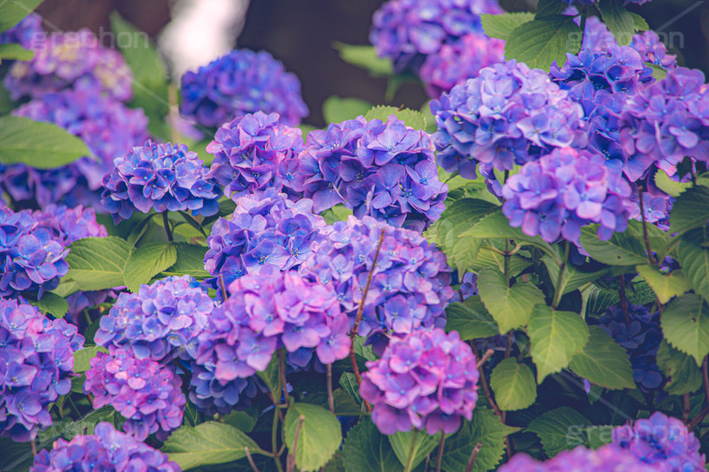 満開の紫陽花,あじさい,アジサイ,紫陽花,梅雨,つゆ,ホンアジサイ,季語,花,フラワー,満開,6月,flower,フルサイズ撮影