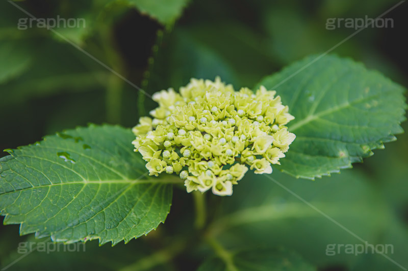 紫陽花の蕾,蕾,つぼみ,開花,葉,葉っぱ,あじさい,アジサイ,紫陽花,梅雨,つゆ,ホンアジサイ,季語,6月,フルサイズ撮影