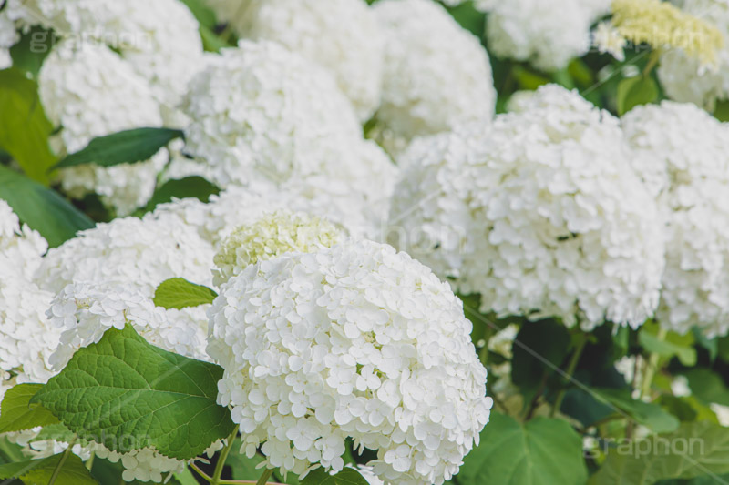 白い紫陽花,あじさい,アジサイ,アナベル,紫陽花,梅雨,つゆ,ホンアジサイ,季語,花,フラワー,満開,6月,flower,フルサイズ撮影