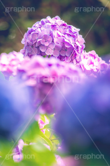 背伸び,満開のアジサイ,あじさい,アジサイ,アナベル,紫陽花,梅雨,つゆ,ホンアジサイ,季語,花,フラワー,満開,6月,flower,フルサイズ撮影